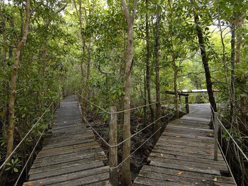 61 Cape Tribulation Road, Daintree QLD 4873