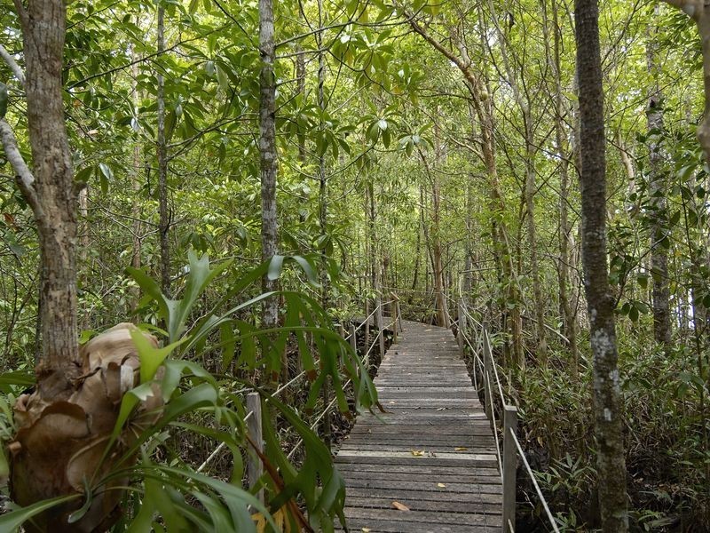 61 Cape Tribulation Road, Daintree QLD 4873