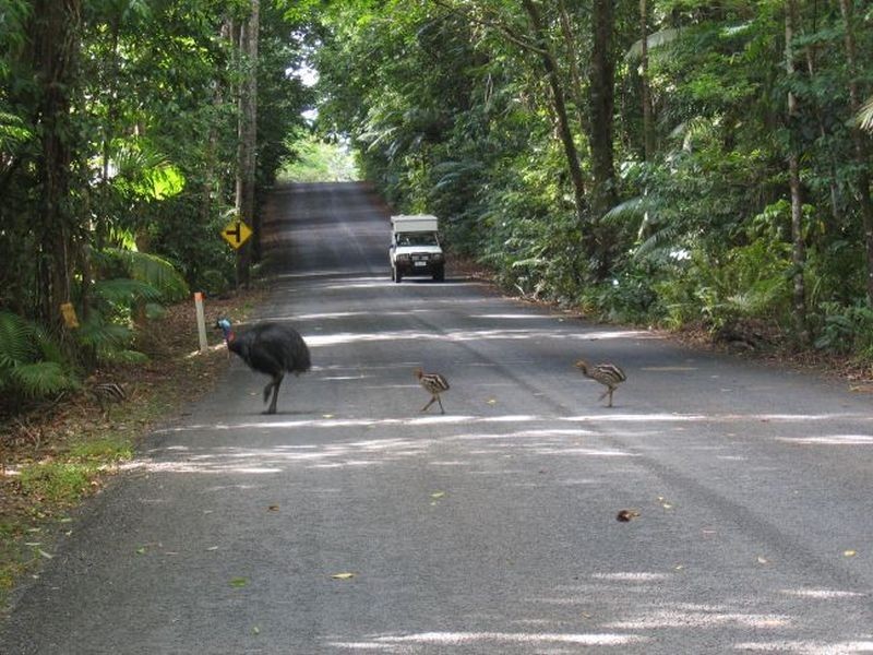 Lot 1 Deep Forest Lodge Cape Tribulation Road, Cape Tribulation QLD 4873
