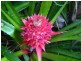 Lot 1 Deep Forest Lodge Cape Tribulation Road, Cape Tribulation QLD 4873