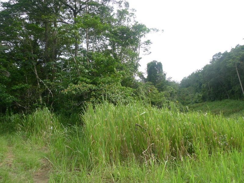 2 Stewart Creek Road, Daintree QLD 4873