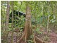 . Crocodylus Village Resort, Cow Bay QLD 4873