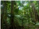9 Milky Pine Rd, Daintree QLD 4873