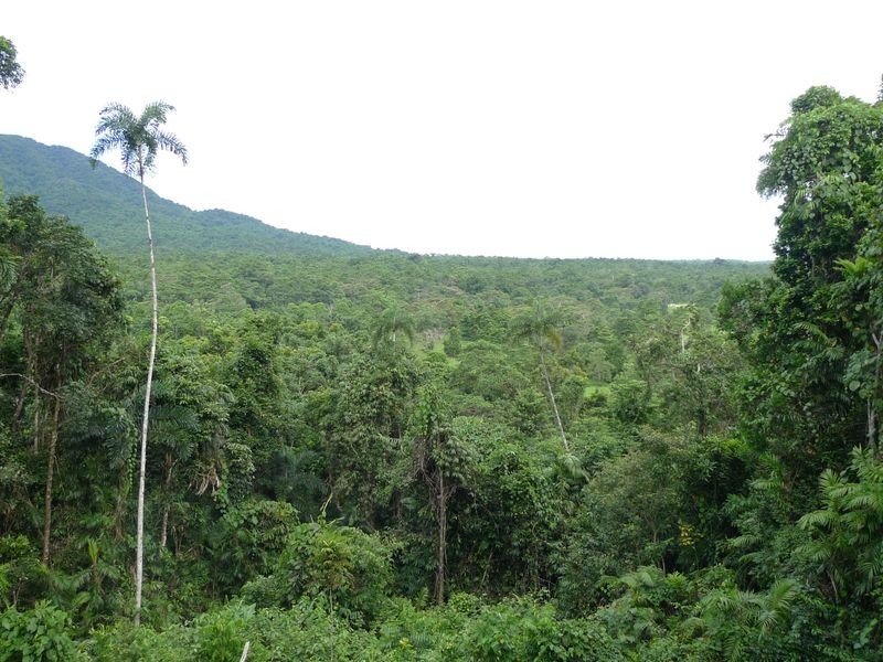 193 Stonewood Road, Cape Tribulation QLD 4873