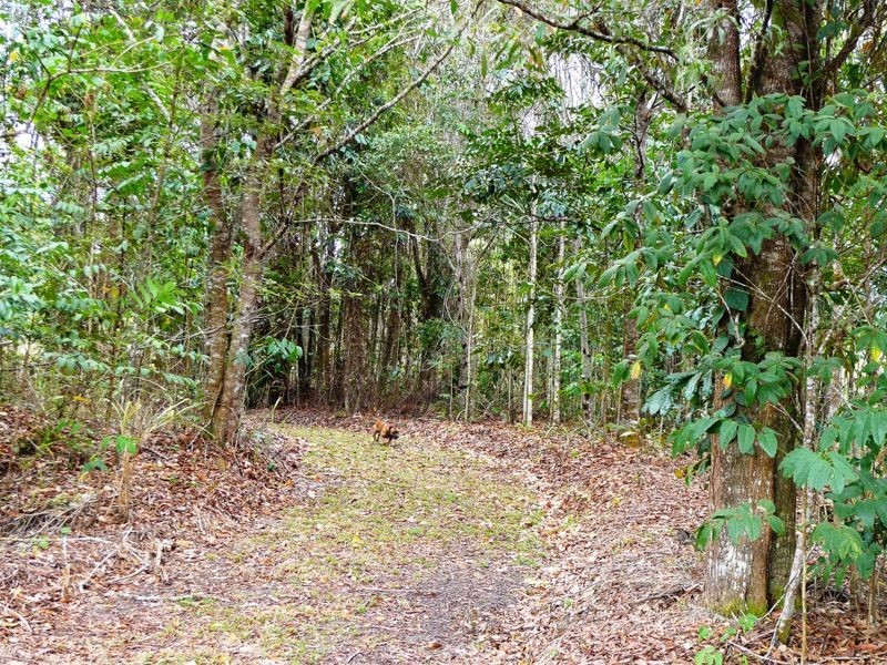 25 Rainforest Drive, Julatten QLD 4871