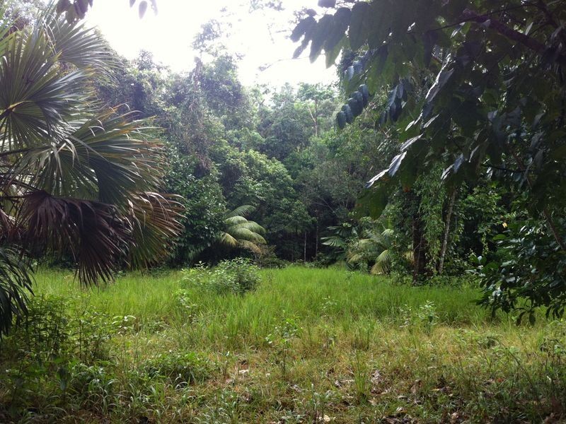 Lot 40 Ronald Road Forest Creek, Daintree QLD 4873