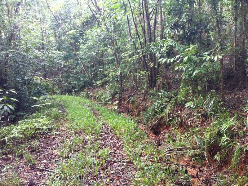Lot 40 Ronald Road Forest Creek, Daintree QLD 4873