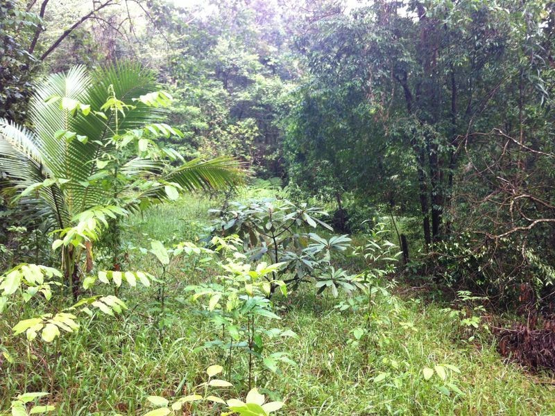 Lot 40 Ronald Road Forest Creek, Daintree QLD 4873