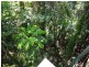 20 Coral Sea Drive, Mossman QLD 4873