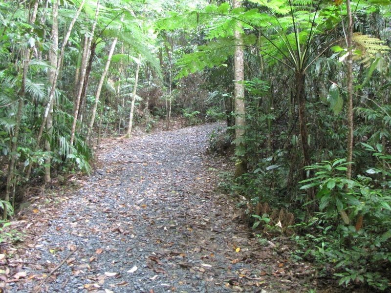 Lot/460 Black Bean Road, Cow Bay QLD 4873