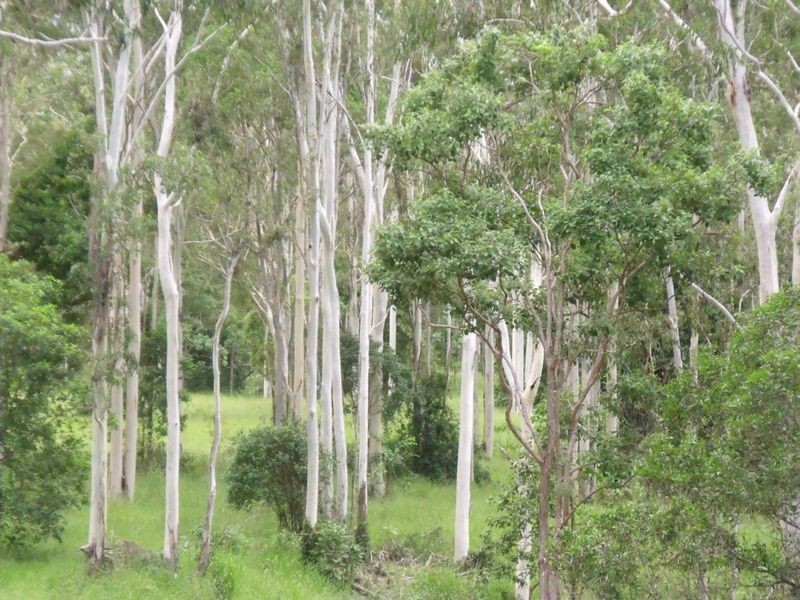 Lot/74 Jim Wier Road, Julatten QLD 4871