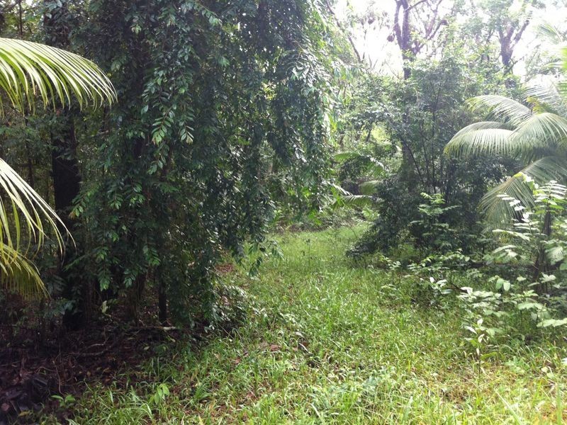 LOT/40 Ronald Road Forest Creek, Daintree QLD 4873