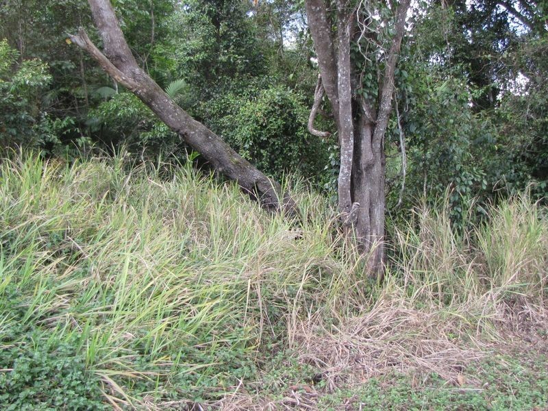 3/ Gorge Road, Mossman QLD 4873