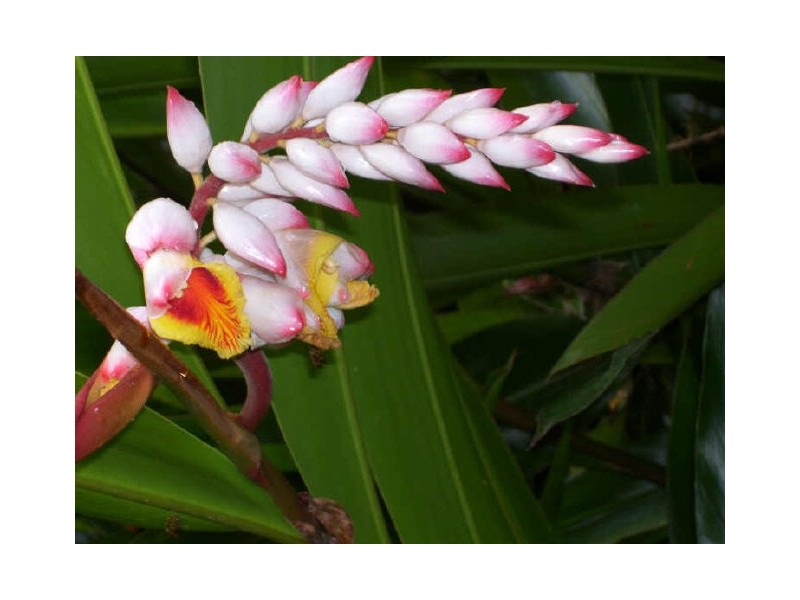 Lot 43 Kahana Road, Whyanbeel QLD 4873