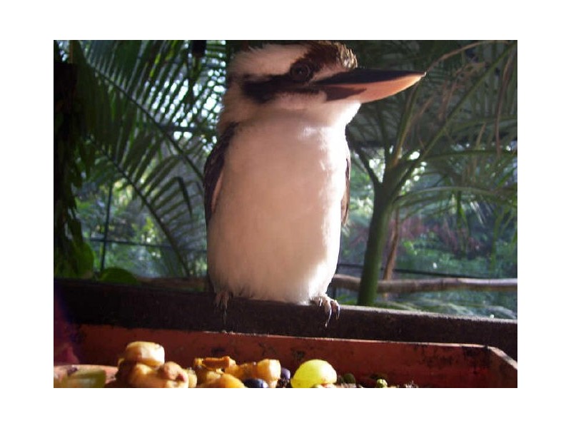 Lot 43 Kahana Road, Whyanbeel QLD 4873