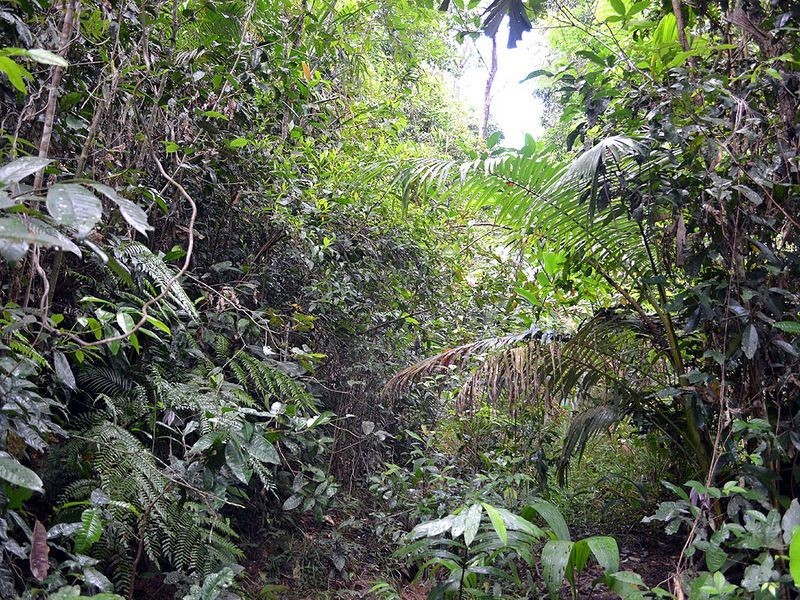 Kahana Road, Whyanbeel QLD 4873