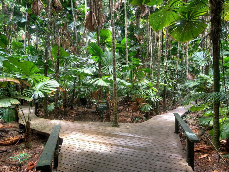 1882 Cape Tribulation Road, Diwan, Daintree QLD 4873