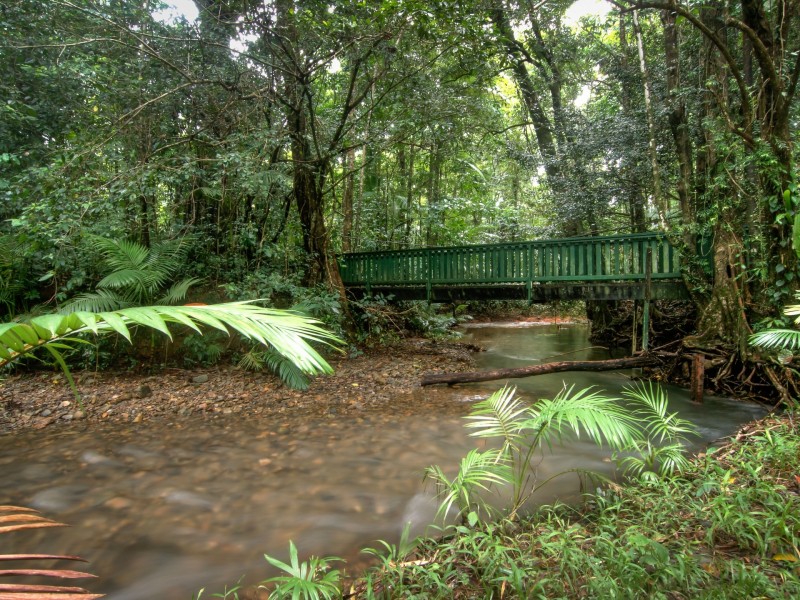 1882 Cape Tribulation Road, Diwan, Daintree QLD 4873