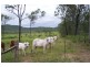 142 Dairy Inn Road, Cawarral QLD 4702