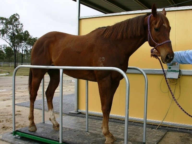 1600 Yeppoon Road, Mulara QLD 4703