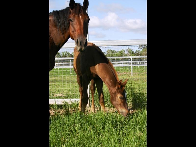 1600 Yeppoon Road, Mulara QLD 4703