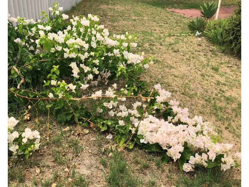 24D Connell Way, Girrawheen WA 6064