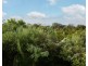 13 Davidson Road, Attadale WA 6156