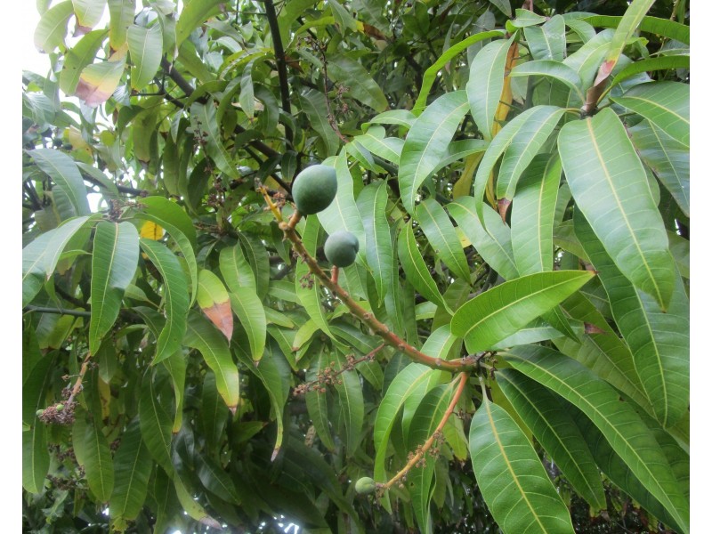 257 Benara Road, Beechboro WA 6063