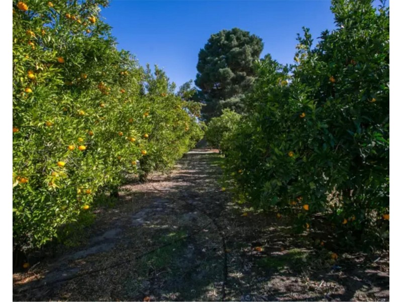 84 Fergusson Close, West Swan WA 6055