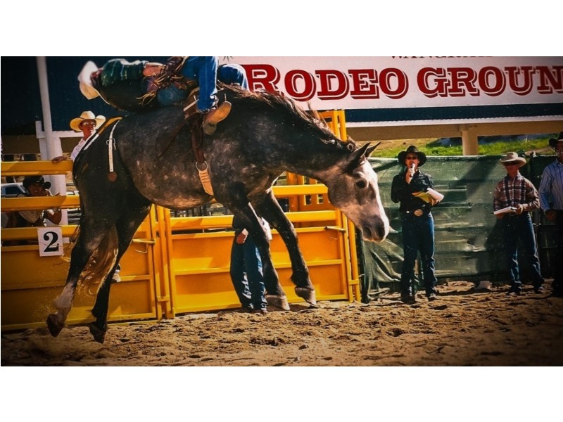 Tenterfield NSW 2372