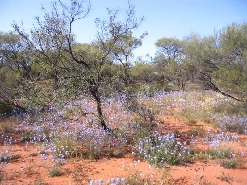 1 Jingemarra Station, Yalgoo North Road, Yalgoo WA 6635