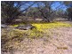 1 Jingemarra Station, Yalgoo North Road, Yalgoo WA 6635