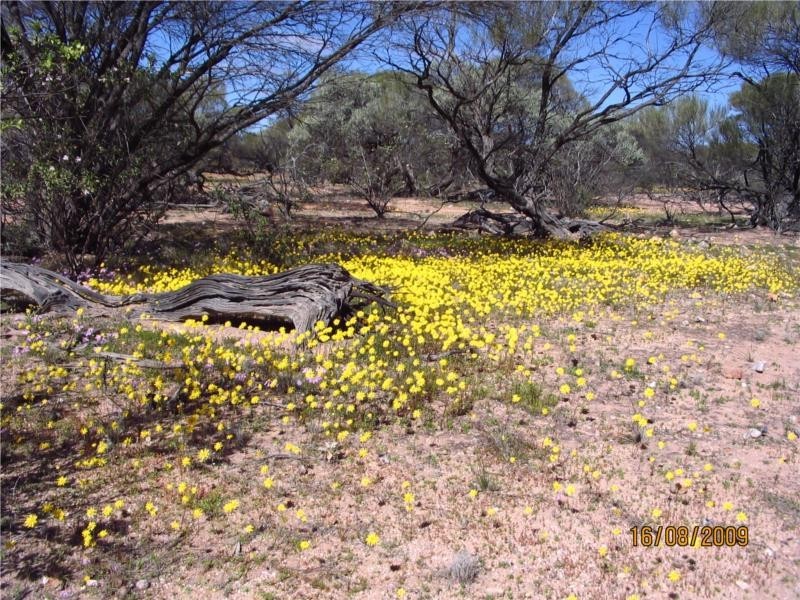 1 Jingemarra Station, Yalgoo North Road, Yalgoo WA 6635