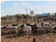 1 Jingemarra Station, Yalgoo North Road, Yalgoo WA 6635