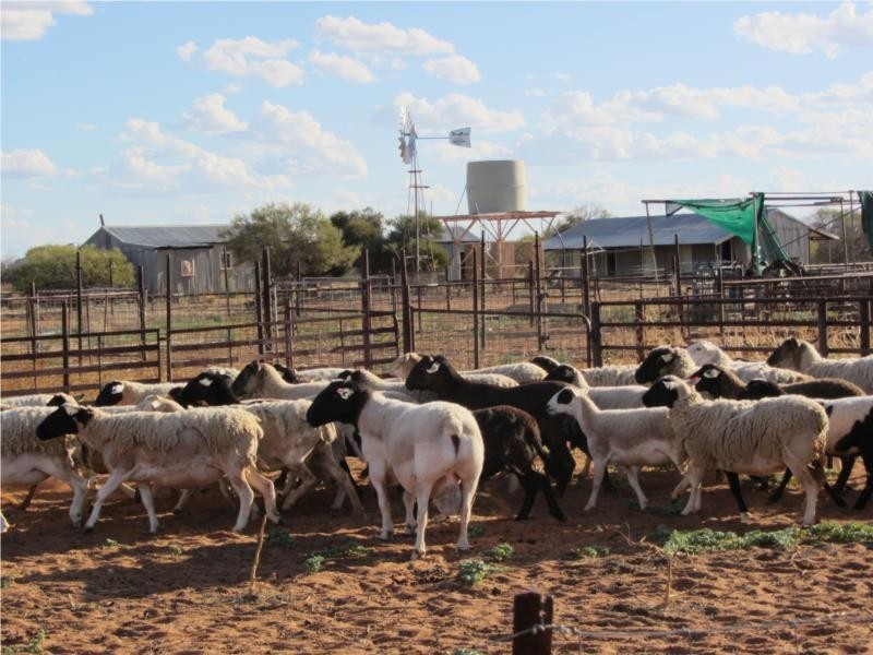 1 Jingemarra Station, Yalgoo North Road, Yalgoo WA 6635