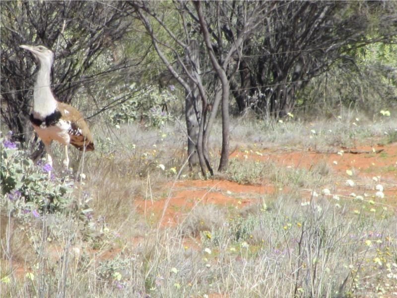 1 Jingemarra Station, Yalgoo North Road, Yalgoo WA 6635