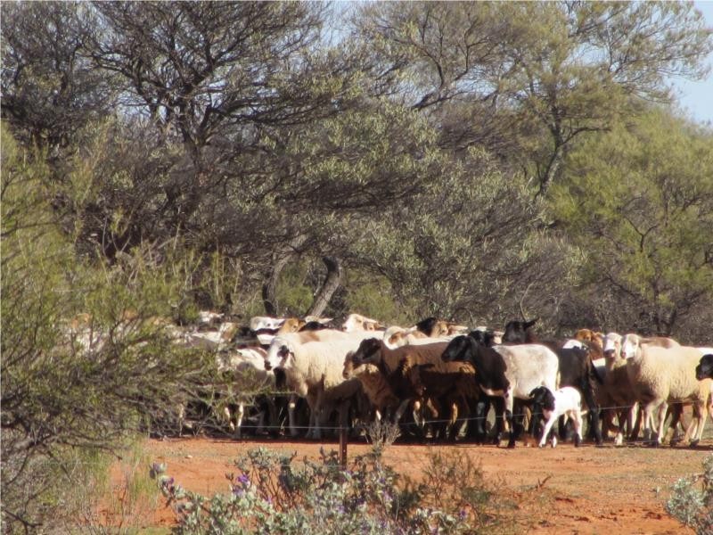 1 Jingemarra Station, Yalgoo North Road, Yalgoo WA 6635
