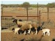 1 Jingemarra Station, Yalgoo North Road, Yalgoo WA 6635
