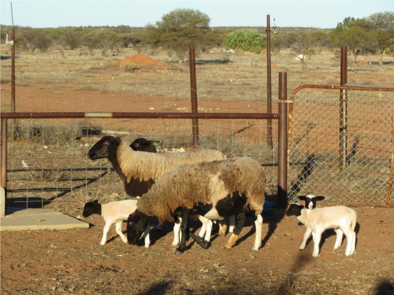 1 Jingemarra Station, Yalgoo North Road, Yalgoo WA 6635