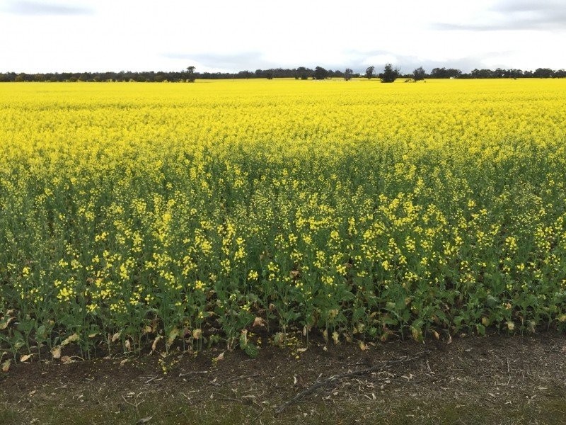 184/6 Heal Road, Quairading WA 6383