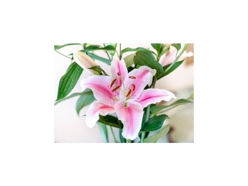 41 Commercial Road, Murwillumbah NSW 2484