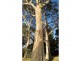 1100 Coles Bay Road, Coles Bay TAS 7215