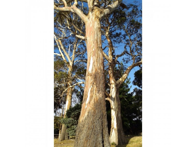 1100 Coles Bay Road, Coles Bay TAS 7215