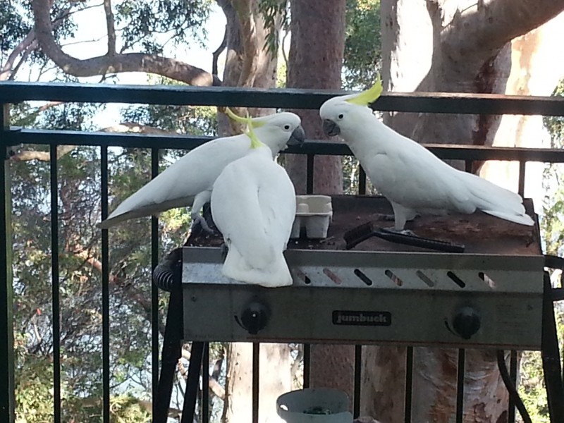 5 Dinjerra Crescent, Oatley NSW 2223