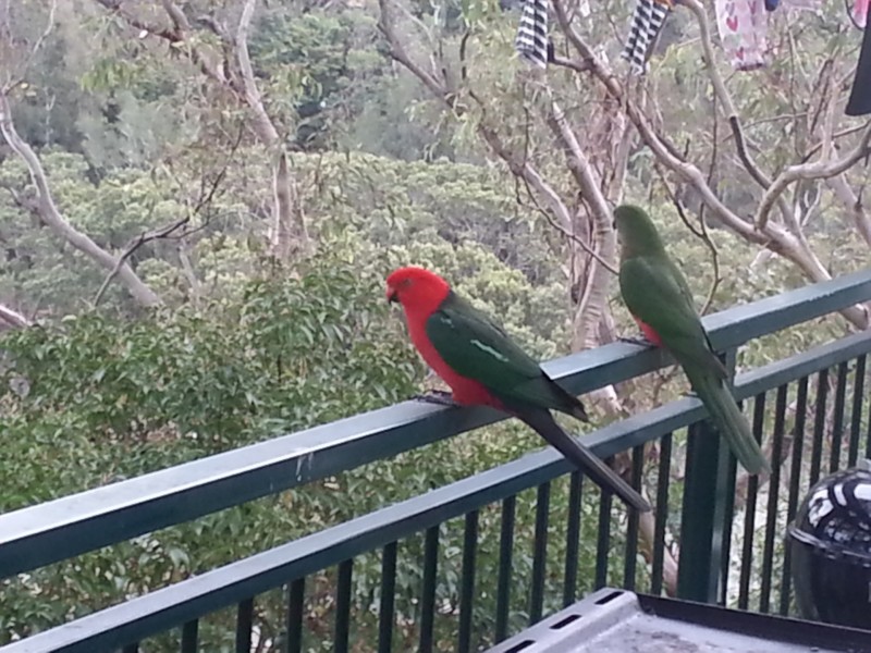 5 Dinjerra Crescent, Oatley NSW 2223