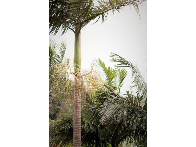 65 Annam Road, Bayview NSW 2104