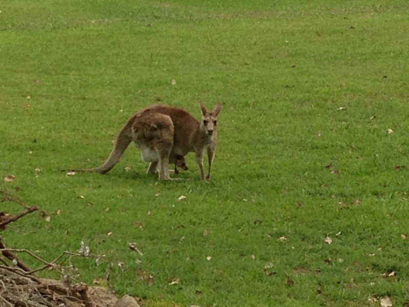 19 Friendship Court, Mundoolun QLD 4285