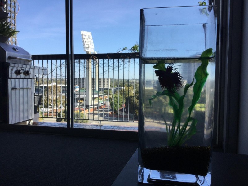 44/38-42 Waterloo Crescent, East Perth WA 6004