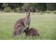 Currumbin Valley QLD 4223