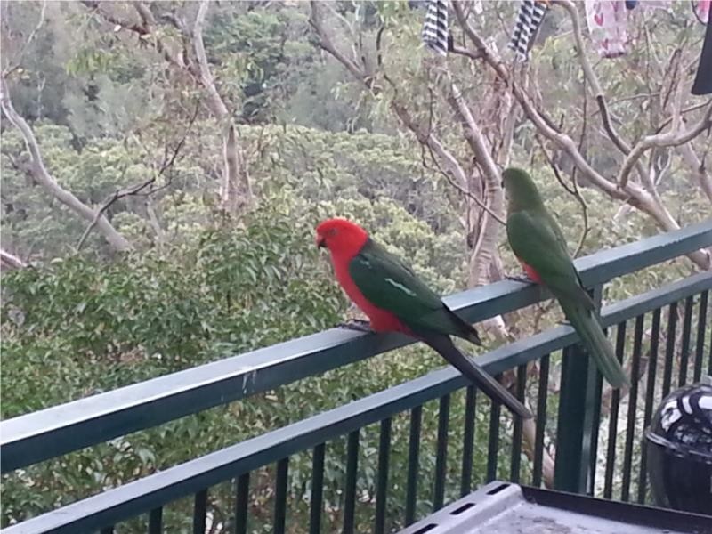 5 Dinjerra Crescent, Oatley NSW 2223